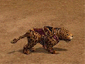 Bebé leopardo.gif